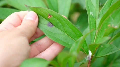 Hand Showing Brown Rust Spots on the Green Leaf. Plant Infection. Stock Footage 227136948