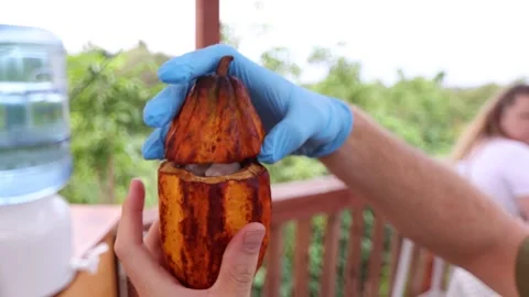 Hand Showing Camera The Whole Cacao Fruit; Shell Exterior And Fleshy Pulp Stock Footage 240608429