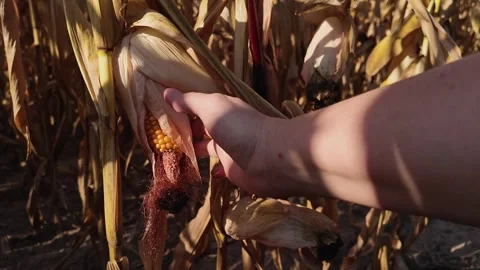 Hand showing a deformed underdeveloped ears of corn with missing kernels at tip 스톡 동영상 288123030