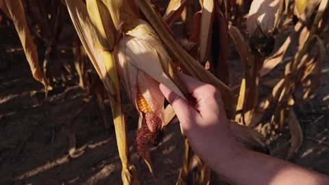 Hand showing a deformed underdeveloped ears of corn with missing kernels at tip 스톡 동영상 288145639
