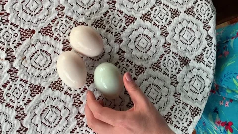 Hand showing ducks 3 eggs vertical video Vidéo 147438428