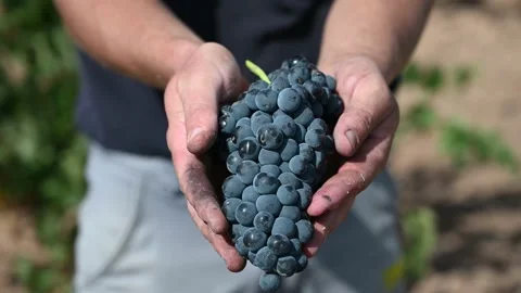 Hand Showing Grape RedWine Stock Footage 172241206