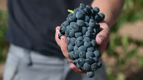 Hand Showing Grape RedWine Stock Footage 172241495