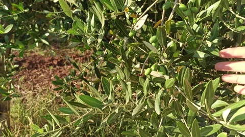 Hand showing Olive brunch on the olive tree, waving in the wind Stock Footage 141125310