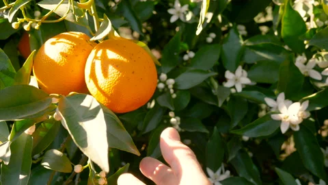 Hand showing the oranges on the tree. Selective focus. Stock-Footage 139324728