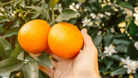 Hand showing the oranges on the tree. Selective focus. Stock Photos