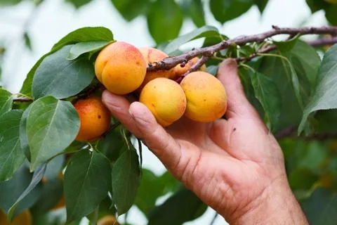 Hand showing peach on tree Stock-Fotos