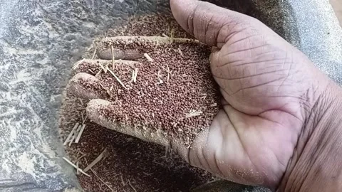 Hand Showing Pounded Finger Millet Grains, Close Up Stock Footage 340051655