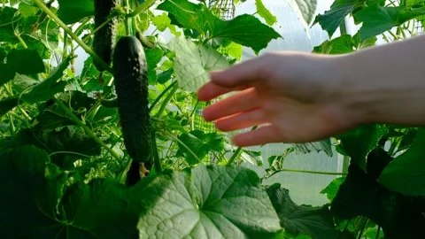 Hand shows a cucumber on a cucumber vine in a greenhouse, close-up Stock Footage 163496994