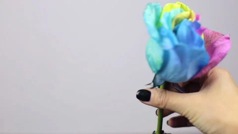 Hand shows a multi-colored rose Stock Footage 99506197