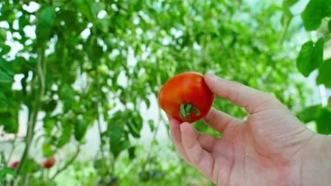 A hand shows a ripe red tomato on the background of a greenhouse with tomatoes Stock Footage 281189386