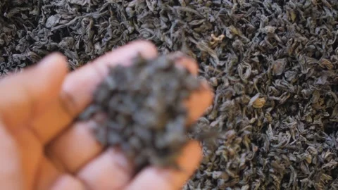 Hand sifting through pile of dried loose leaf tea, natural texture background Vídeos de archivo 332579692