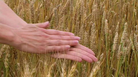 Hand Sifting Wheat 02 Stock Footage
