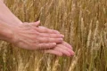 Hand Sifting Wheat 02 Footage