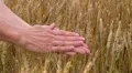 Hand Sifting Wheat 02 HD Footage