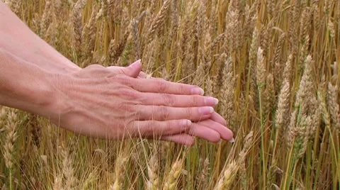 Hand Sifting Wheat 02 動画素材 8599107