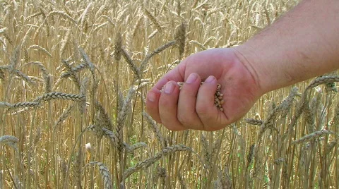 Hand Sifting Wheat 動画素材 347972