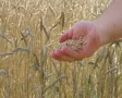 Hand Sifting Wheat SD Footage