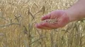 Hand Sifting Wheat HD Footage