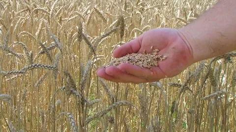 Hand Sifting Wheat Stock Footage 8607179