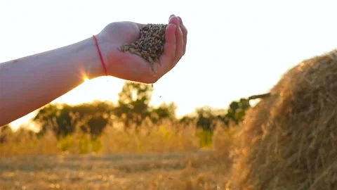 Hand sifts wheat at sunset background Stock Footage 87287729