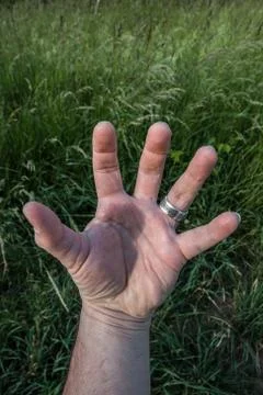 A hand with silver ring before the meadow Stock-Fotos