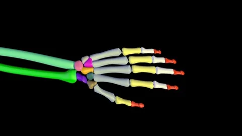 HAND SKELETON ANIMATION Vídeos de archivo 73777742