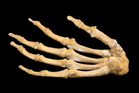 Hand skeleton 스톡 사진