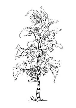Hand sketch birch Stock Illustration