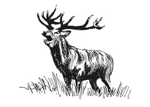 Hand sketch deer Stock Illustration