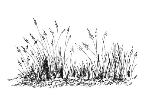 Hand sketch grass Stock Illustration