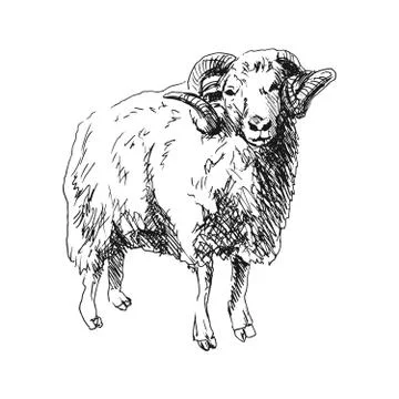 Hand sketch ram Stock Illustration