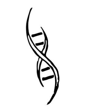 Hand sketch the structure of DNA Stock Illustration
