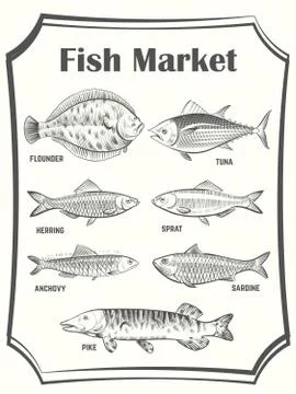 Hand sketched different fish vector poster template. Fish Market banner Иллюстрация