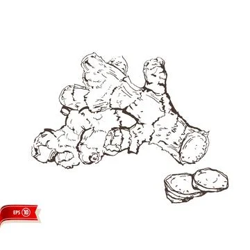 Hand sketched fresh ginger root with slices isolated on white background. Vector Stock-Illustration