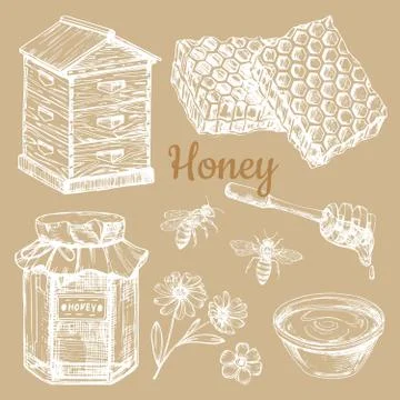 Hand sketched honey vector elements - bee, honeycombs, jars Stock Illustration