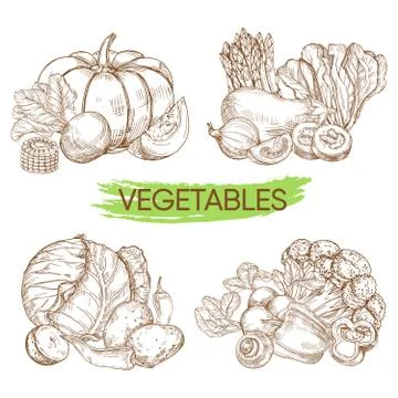 Hand sketched vector vegetables isolated on white background Stock Illustration