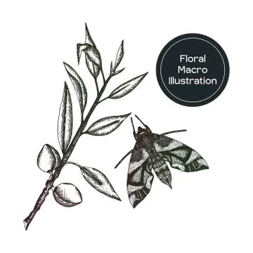 Hand sketched vector vintage elements Illustrazione stock