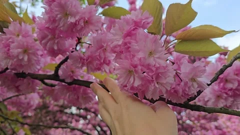 Hand Sliding Smoothly Along a Blooming Sakura Branch Stock Footage 341967333