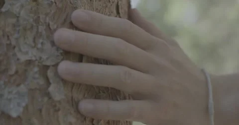 Hand sliding off tree bark Stock Footage 65183639