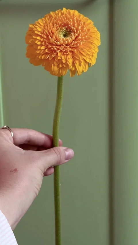 Hand slowly rotating orange flower against green cabinet background, minimal 库存影片 344515609