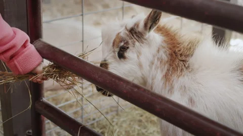 The hand of a small child extends a bundle of hay to a goat. Rural life Stock Footage 246758627