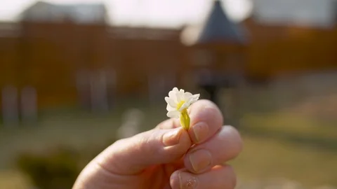 Hand with a small spring flower Stock Footage 128790833