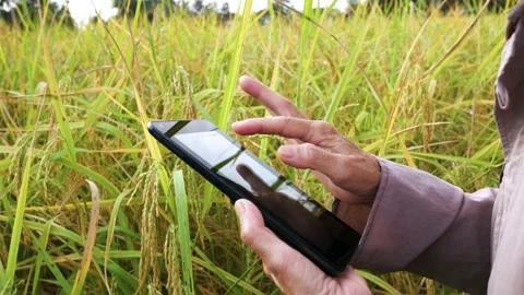 Hand of smart senior farmer using digital tablet checking rice crops. Stock Footage 234598576