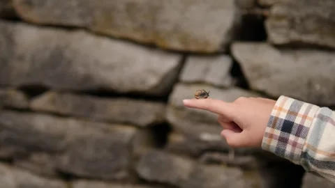 A Hand Softly and Gently Touching Nature While Set Against a Wall Background Stock Footage 292800735