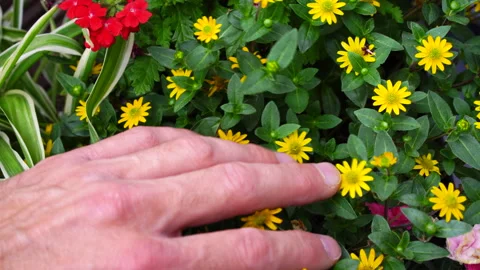 Hand softly brushing through yellow daisy flowers. Man connecting with nature. Stock Footage 245823236