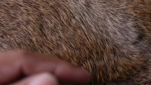Hand softly touching Red Brown Animal fur hair. Stock Footage 305241076