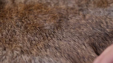 Hand softly touching Red Brown Animal fur hair. Stock Footage 305241081