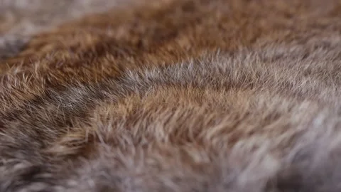 Hand softly touching Red Brown Animal fur hair. Stock Footage 305241098