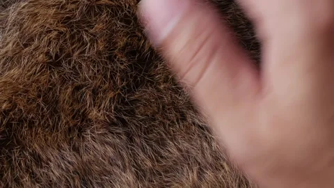 Hand softly touching Red Brown Animal fur hair. Stock Footage 305241101